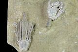 Crinoid Plate (Macrocrinus & Pachylocrinus) - Crawfordsville #94803-3